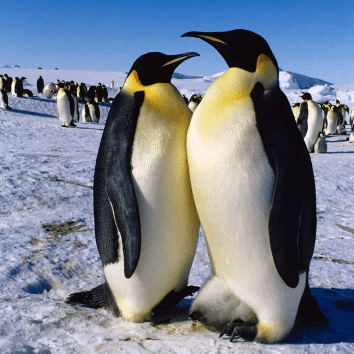 Will hopefully be seeing these guys soon! Photo credit: chiletravel (Instagram)