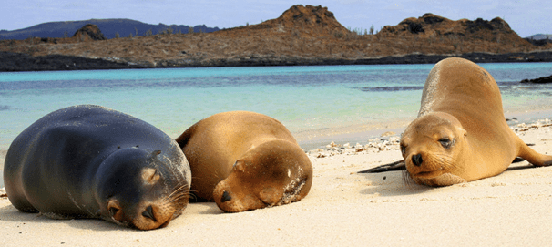 The Galapagos Islands is at the top of our list: Galapagos seals.
